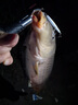 狼王紡車輪防海水魚線輪漁輪遠(yuǎn)投輪CT全金屬線杯海竿輪 5000型 曬單實(shí)拍圖