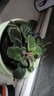 紫羅蘭盆栽花卉植物室內(nèi)花苗帶四季客廳陽臺庭院鮮花 紫色紫羅蘭（青瓷盆青） 曬單實(shí)拍圖