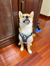 拉夫威爾弗格蘭狗狗胸背帶牽引繩小型犬ruffwear柴犬寵物狗背心胸背帶 玄武巖灰 XS 曬單實(shí)拍圖