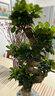 盆栽  榕樹(shù)  四季常青耐寒榕樹(shù)造型樹(shù)樁盆景苗室內植物人參榕小葉榕樹(shù)盆栽綠植 盆景大榕樹(shù) 不含盆 曬單實(shí)拍圖
