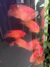統(tǒng)一血鸚鵡魚飼料增紅增色增艷招財羅漢魚飼料起頭花羅漢魚糧魚食 鸚鵡魚飼料 688g 增艷【瓶裝】 曬單實拍圖