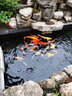 錦鯉活體純種錦鯉觀賞魚金日本進口血統(tǒng)冷水魚苗阪井大日紅白古介 精品紅白36-40cm 曬單實拍圖