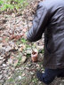 芥圃板栗樹(shù)苗嫁接板栗苗大紅袍南方種植早熟品種果樹(shù)苗 大紅袍板栗苗 【帶土帶葉發(fā)貨】 1年苗 高度：50cm-60cm左右 曬單實(shí)拍圖