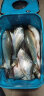 达亿瓦（DAIWA）波纹龙 三代目 28调鱼竿 台钓竿手竿综合休闲竿鲤鱼竿 进口钓鱼竿 Class 4-39 实拍图