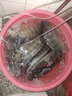 挺派羅非釣魚(yú)小藥主攻大羅非黑坑野釣配方釣大福壽冷凍餌專用小藥 200ml羅飛1號(hào)(新魚(yú)天熱更好) 曬單實(shí)拍圖