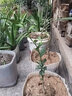 芥圃檸檬樹(shù)苗 官方旗艦 嫁接廣東香水檸檬苗帶果盆栽地栽四季結(jié)果樹(shù)苗 臺(tái)灣香水檸檬苗 2年苗  高度：60公分左右 曬單實(shí)拍圖
