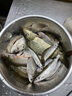 富源百川帝道秦鯽魚竿37超輕超細(xì)28調(diào)19臺釣竿高碳魚桿手桿野釣鯽魚桿綜合 2.7m 秦鯽超輕28調(diào) 曬單實拍圖