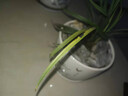 云南室內蘭花苗老種客廳花卉盆栽蘭花蓮瓣蘭【素冠荷鼎】 組培5苗47 不含盆 曬單實(shí)拍圖