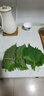 生春陽東北蘇子葉烤肉包飯鮮蘇葉新鮮紫蘇葉食用綠色蔬菜葉菜蘸醬菜 250g 曬單實拍圖