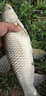 中西釣線 蝶魅魚線 臺釣線競技比賽用線 黑坑比賽尼龍魚線柔軟耐磨釣魚線 道系主線2.0 曬單實拍圖