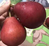 南步陜西紅啤梨 太婆梨早酥彩虹梨子火把香脆冠梨子雪梨貢梨新鮮水果 5斤 中大果【單果100g+】 曬單實(shí)拍圖
