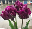 春枝韻進(jìn)口重瓣冰淇淋郁金香種球5度球耐寒室外庭院球根花卉盆栽植物子 紫.冰淇淋【5球】送肥Y 其他 曬單實(shí)拍圖