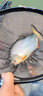 【2卷裝】綁好的魚(yú)線主線組套裝成品臺(tái)釣方便釣魚(yú)線組垂釣漁具用品 6米3【2卷裝】 4.0號(hào) 曬單實(shí)拍圖