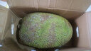 保蓉生鮮水果俱樂部正常發(fā)海南大菠蘿蜜三亞果園特產(chǎn)菠蘿蜜新鮮水果整個大果30-35斤 30-32斤 果肉彈酥 菠蘿蜜 曬單實拍圖