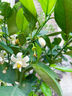 壹植正宗皇帝柑樹(shù)苗純甜帶果南方北方種植地栽砂糖無(wú)核廣西紅光臍橙苗 精選皇帝柑樹(shù)苗高40-70cm1棵L 60cm(含)-69cm(含) 曬單實(shí)拍圖