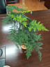 開(kāi)時(shí)果 水培植物辦公室內桌面盆栽 水養綠蘿水生花植物綠植源頭直發(fā)包郵 熱銷(xiāo)款：文竹（玻璃瓶+竹托） （加贈 營(yíng)養液） 曬單實(shí)拍圖