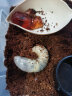 宠以沫（CHONG YIMO）独角仙幼虫宠物大个体甲虫活物活体包活 幼虫2只 实拍图