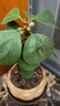 OIMG菩提樹盆栽禪意小盼菩提盆栽植物室內(nèi)花四季客廳觀葉辦公室綠植 小盼菩提+果子+蓮花盆+鋪面石【帶木托】 帶盆栽好 曬單實(shí)拍圖