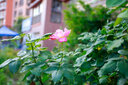 佳能Canon廣角/長焦二手鏡頭EF 16-35 24-70 24-105紅圈全畫幅二手鏡頭 EF 17-40mm f/4L USM 95成新 曬單實拍圖