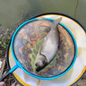 希格曼巨魚(yú)大物魚(yú)線(xiàn)柔軟原絲巨物線(xiàn)強拉力尼龍線(xiàn)青鱘魚(yú)專(zhuān)用釣魚(yú)線(xiàn)漁線(xiàn) 50米 巨魚(yú)A30主線(xiàn)【】 4號 曬單實(shí)拍圖