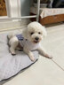 寵星記 寵物衣服 中小型犬貓 可愛卡通背心 冬季居家防飄毛 泰迪比熊 條紋小熊 大號XL碼 胸圍42-46cm 曬單實拍圖
