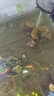 逸樂(lè )寵魚(yú)缸造景水草缸沉木紫柚木曬龜臺免煮烏龜曬臺斗魚(yú)裝飾小號木頭 蝦木隨機8-15cm1個(gè) 曬單實(shí)拍圖