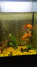 森森魚缸燈LED水草燈架草缸夾燈水族箱燈架藻缸燈LED夾燈高亮省電 ADP 12W 藍(lán)白光燈長(zhǎng)70cm（香檳金色） 曬單實(shí)拍圖