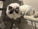 鉑吶苓貓咪狗狗寵物衣服小型犬加厚保暖泰迪加菲布偶英短衣服兩腳款棉衣 寵物衣服【小熊-米白】 L 曬單實拍圖