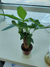 傾顏發(fā)財樹(shù)辮子獨桿發(fā)財樹(shù)苗盆栽小盆景金錢(qián)樹(shù)發(fā)財樹(shù)小苗辦公客廳植物 小獨桿發(fā)財樹(shù) 20-30cm高 帶原盆原土發(fā)貨 曬單實(shí)拍圖