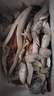 鹿凌青非冷凍冰鮮雜魚盲盒 應(yīng)季海捕野魚多種隨機(jī)發(fā) 自然捕撈 海鮮魚類 【應(yīng)季冰鮮雜魚】5斤 【拒絕冷凍貨】 曬單實拍圖