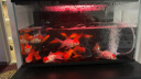 小米米家智能鱼缸小型客厅办公室桌面一键换水远程喂食超白玻璃生态缸 小米米家智能鱼缸 实拍图