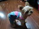 MIKI PAD寵物狗狗衣服小型犬可牽引外出背帶褲春夏幼犬衣服比熊泰迪雪納瑞 藍(lán)色口袋背帶褲 S背長25cm（參考體重3-6斤） 曬單實拍圖
