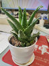 大蘆薈盆栽不夜城多肉植物耐旱好養室內外陽(yáng)臺花卉庫拉索 蘆薈15-20厘米+白螺紋盆 曬單實(shí)拍圖