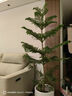 種花迷南洋松南洋杉澳洲杉樹(shù)苗圣誕樹(shù)網(wǎng)紅植物花卉盆景綠植盆栽四季常青 曬單實(shí)拍圖