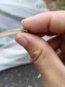8424麒麟西瓜種籽薄皮播種耐熱南方新品種特大超甜瓜 8424麒麟西瓜種子 精品原廠裝5包(約150粒)+宋品 曬單實(shí)拍圖