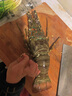 海鮮頌[東山館]  冷凍大龍蝦 小青龍 海鮮水產(chǎn)蝦類(lèi) 年貨海捕青龍蝦 400g-500g/只 曬單實(shí)拍圖