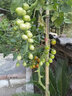 壽禾 黑番茄種子四季黑蕃茄深色陽(yáng)臺盆栽西紅柿秋冬季蔬菜壽光菜籽 紫葡萄紫黑小番茄種子25粒 曬單實(shí)拍圖