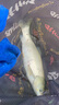 RIKIMARU 力丸 沉水包芯大力馬魚(yú)線 筏釣海釣路亞主線PE線防咬子線 8編軍綠色100m 2.0號(hào) 曬單實(shí)拍圖