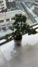 潮裕盆景迎客松羅漢松盆景客廳陽(yáng)臺(tái)造型綠植物造型高端盆景居家擺放好養(yǎng)護(hù) 羅漢松盆景29 曬單實(shí)拍圖