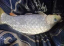 卓競?cè)昼婇_口多巴鹽釣魚小藥野釣黑坑鯽魚鯉魚誘魚劑魚餌配方大全 促食 多巴鹽1瓶 曬單實拍圖