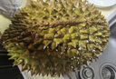 鼎宴堂馬來(lái)西亞貓山王榴蓮帶殼D197液氮冷凍榴蓮當季新鮮進(jìn)口水果榴蓮 （保3房）2.5-3斤（小果嘗鮮） 曬單實(shí)拍圖