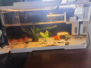 最萌魚缸水族箱客廳帶蓋透明家用小型生態(tài)創(chuàng)意造景辦公室桌面缸金魚缸 30.5*18.5*18.5【雙面水晶蓋】 曬單實(shí)拍圖
