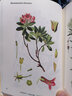 奧托手繪彩色植物圖譜 曬單實(shí)拍圖
