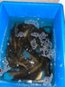 阿盧h11高靈敏度鯽魚(yú)漂野釣黑坑納米魚(yú)漂醒目浮漂輕口細尾棗核型浮標 LPH11-15目大紅大綠細尾） 2號一支(吃鉛約1.19g) 曬單實(shí)拍圖