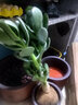 種花迷八方來(lái)財鴨腳木四季常青辦公室內陽(yáng)臺綠植盆栽花卉發(fā)財樹(shù)苗招財樹(shù) 八方來(lái)財40-50cm高【原土不帶盆 含盆 曬單實(shí)拍圖