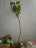 CHUANGSHIJI新品種 紅美人柑橘樹(shù)嫁接苗 愛(ài)媛38號柑橘苗早熟柑桔苗 4年苗明年結果 111cm(含)-140cm(含) 曬單實(shí)拍圖
