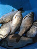 河冠鯉高蛋白野釣黑坑魚餌料開口誘魚快聚魚久鯉魚餌通殺搓餌散炮 【爆護(hù)必選】1包 曬單實(shí)拍圖
