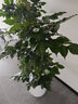 臨雅幸福樹(shù)客廳盆栽大型綠植室內辦公室四季好養植物吸甲醛源頭直發(fā) 曬單實(shí)拍圖