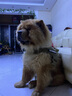 出眾者狗狗牽引繩馬犬胸背帶大型犬狗繩背心式狗背帶法斗金毛狗狗用品 背帶+1.3米狗繩/棕色 L碼（推薦體重35-75斤） 曬單實(shí)拍圖