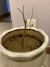花詢(xún) 珍珠梅花苗盆栽花卉綠植雪柳植物噴雪繡線(xiàn)菊樹(shù)苗大苗雪柳葉鮮枝條雪梅綠化苗木工程綠籬苗 珍珠梅 3年苗 曬單實(shí)拍圖